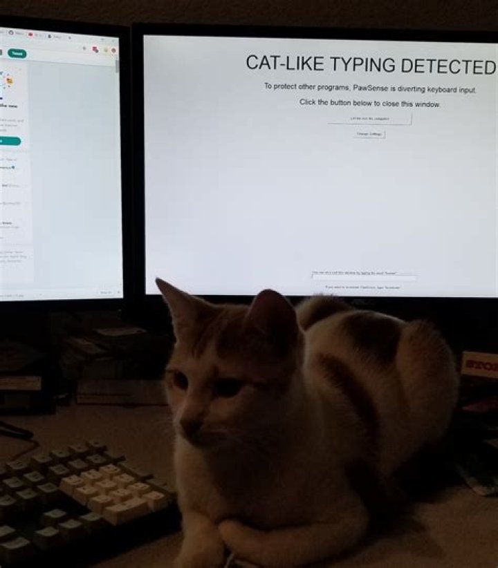 Pawsense: “Cat-like typing”