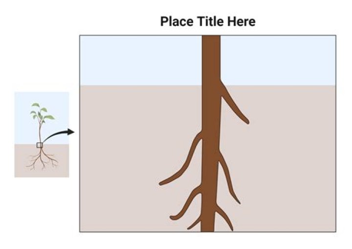 root layout