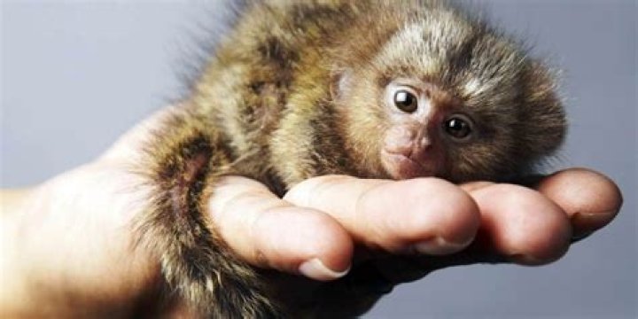 smallest